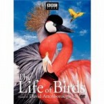 photo of the film the life of birds