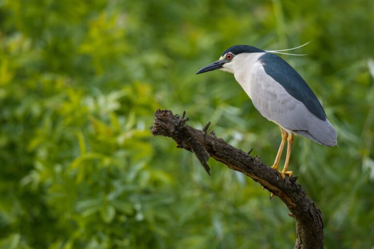 Herons Celebrate Urban Birds