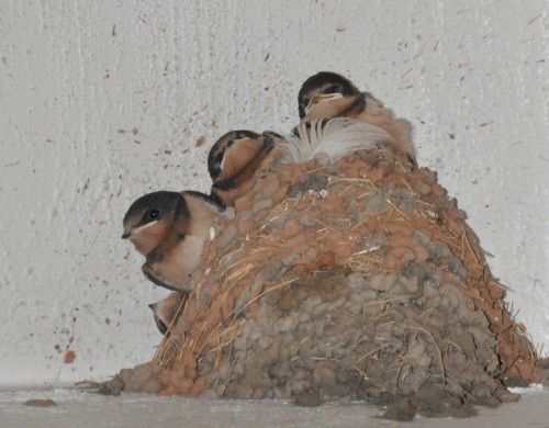 Types of Nests and How to Find Them | Celebrate Urban Birds