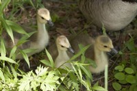Photo of three goslings