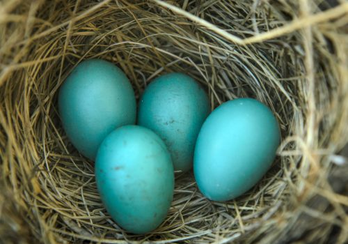 Robin's nest with eggs