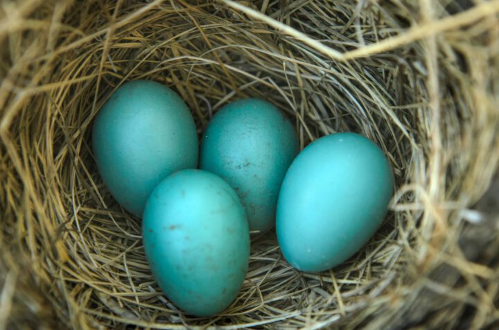 Robin's nest with eggs