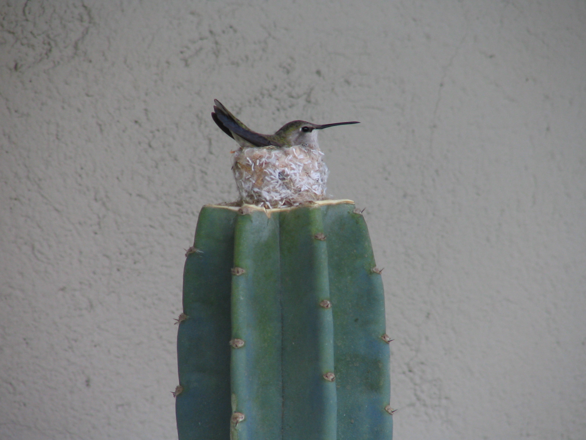 Hummingbird nesting on cactus