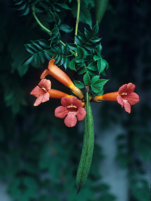 trumpet vine leaves