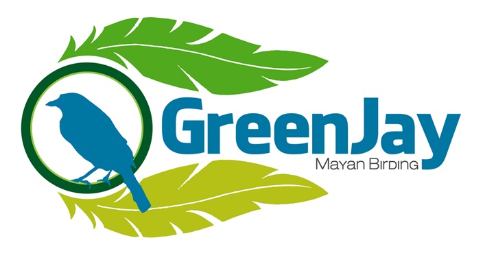 Green Jay Mayan Birding Club | Celebrate Urban Birds