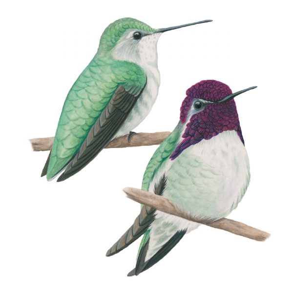 Costa's hummingbirds