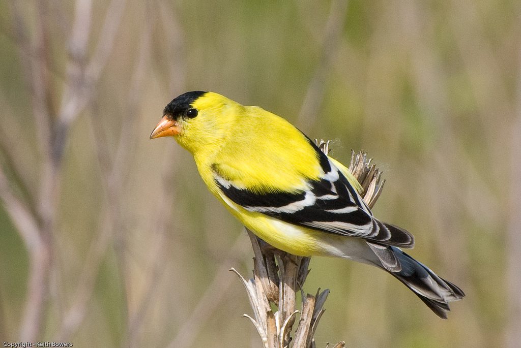 Yellow Finches American Goldfinch