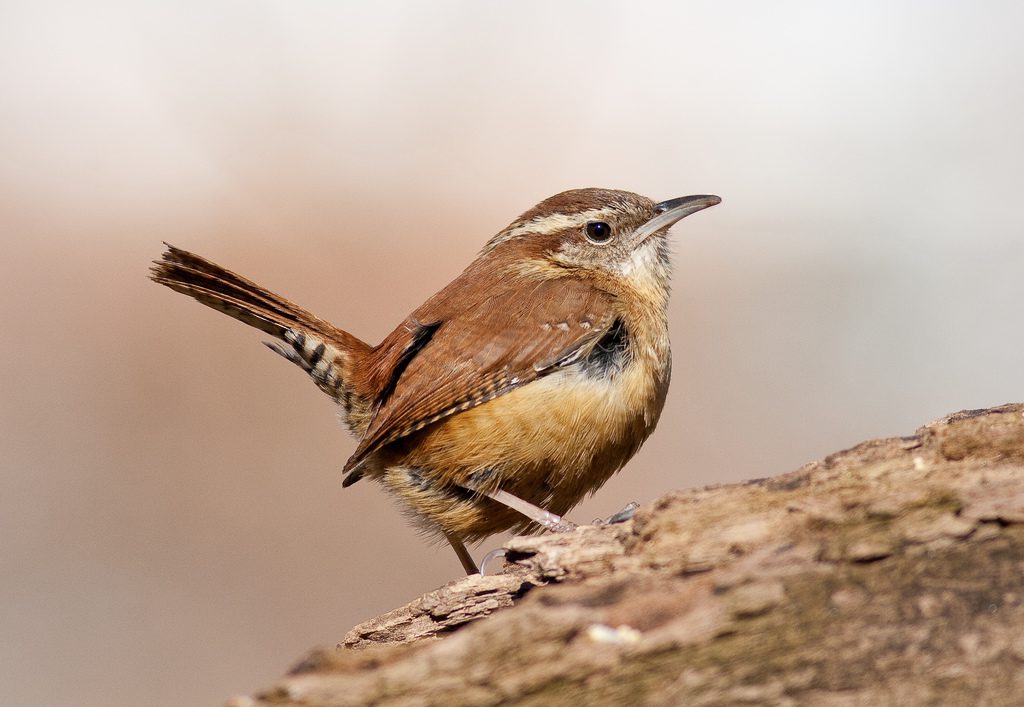 Carolina Warbler