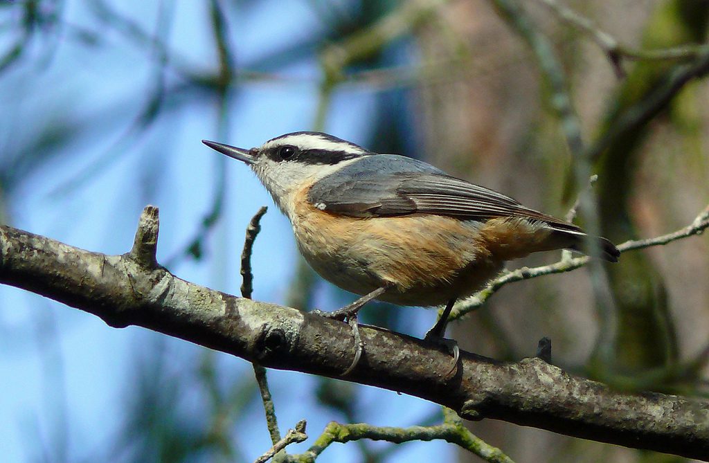 Red-breasted Nuthatches: Songbirds of North American Conifer Forests