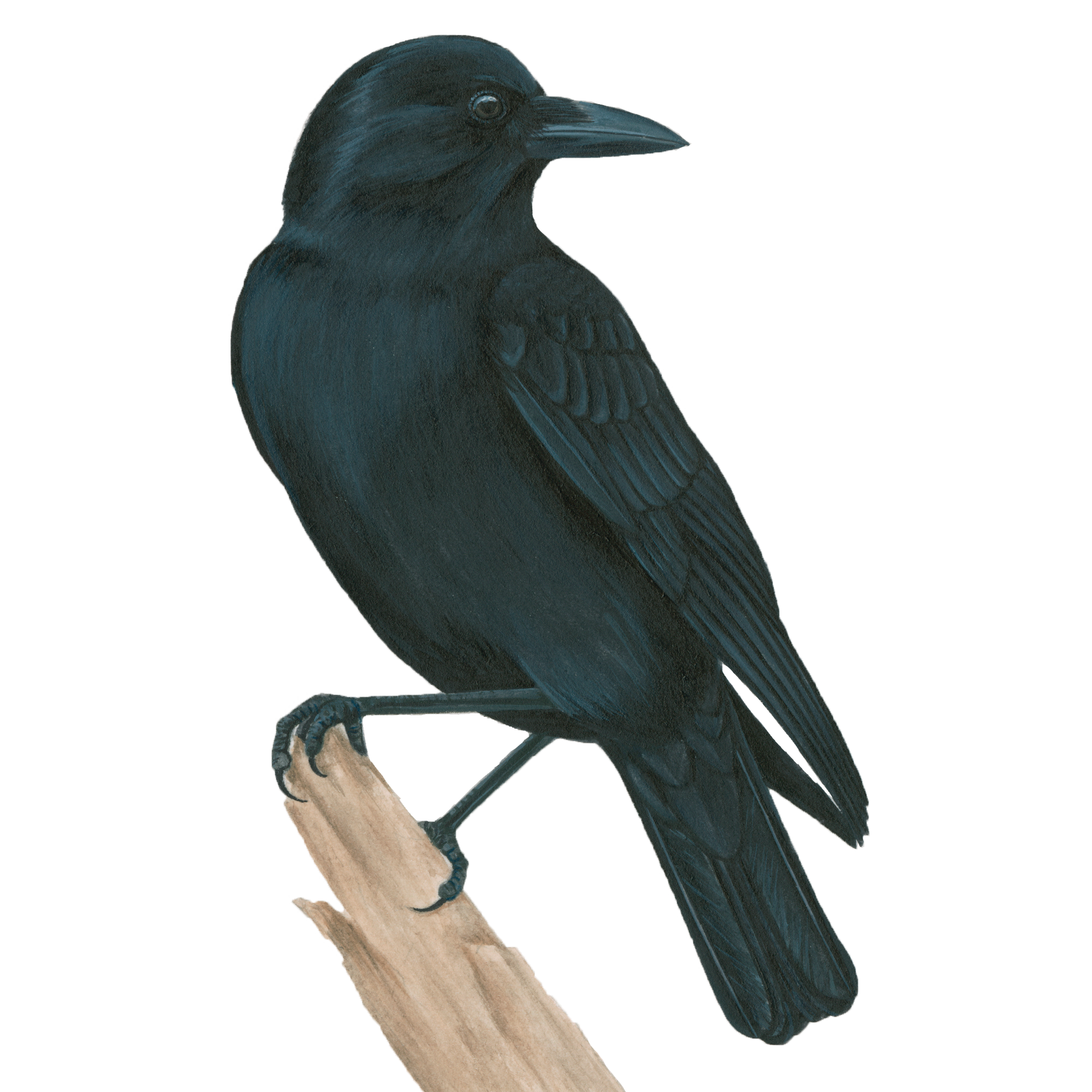 American Crow | Celebrate Urban Birds