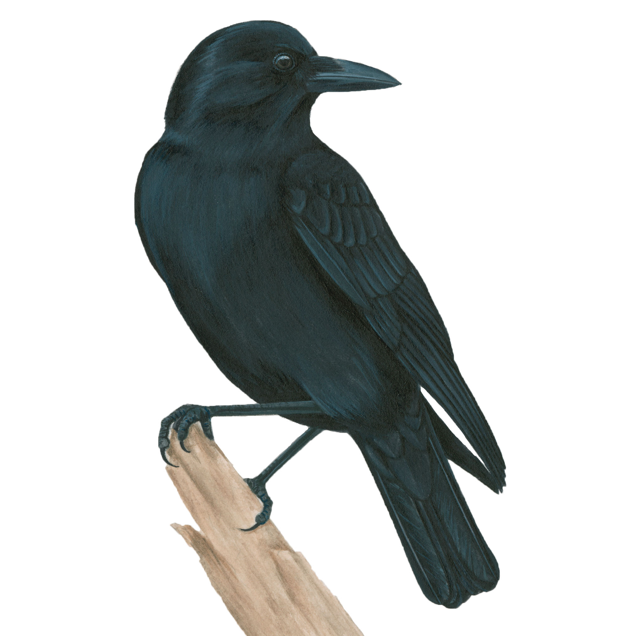 Identification Pitfalls--Crows and Ravens - eBird