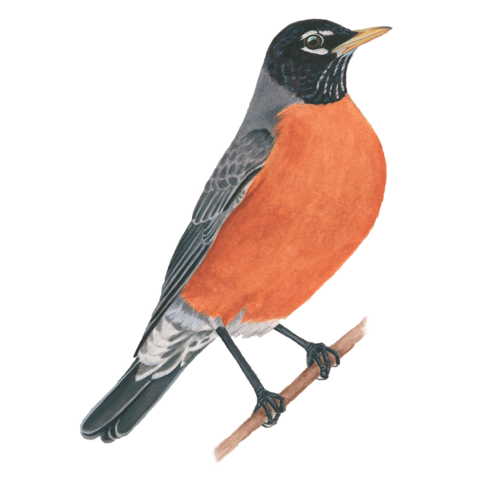 AMERICAN ROBIN  The Texas Breeding Bird Atlas