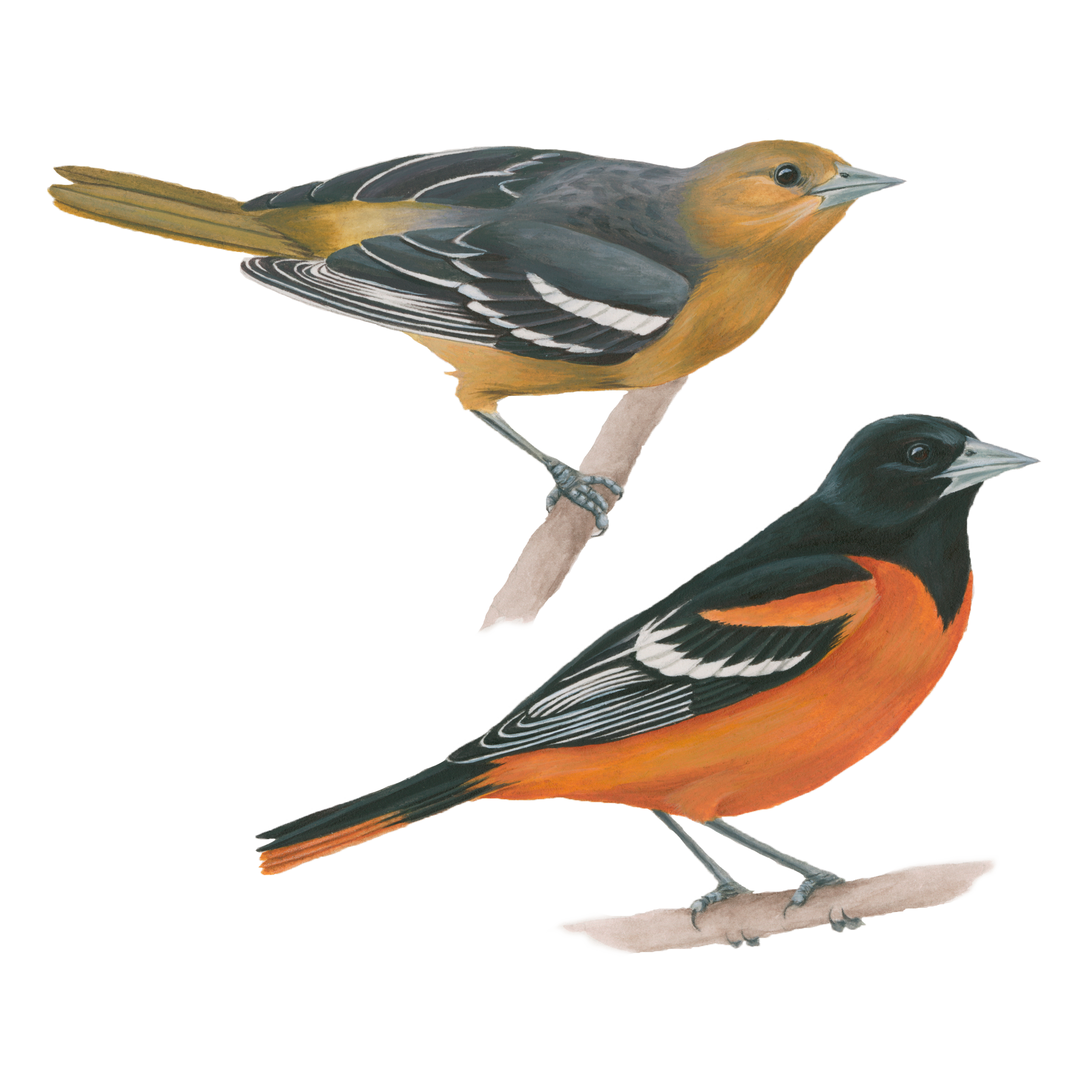 Baltimore & Orchard Orioles