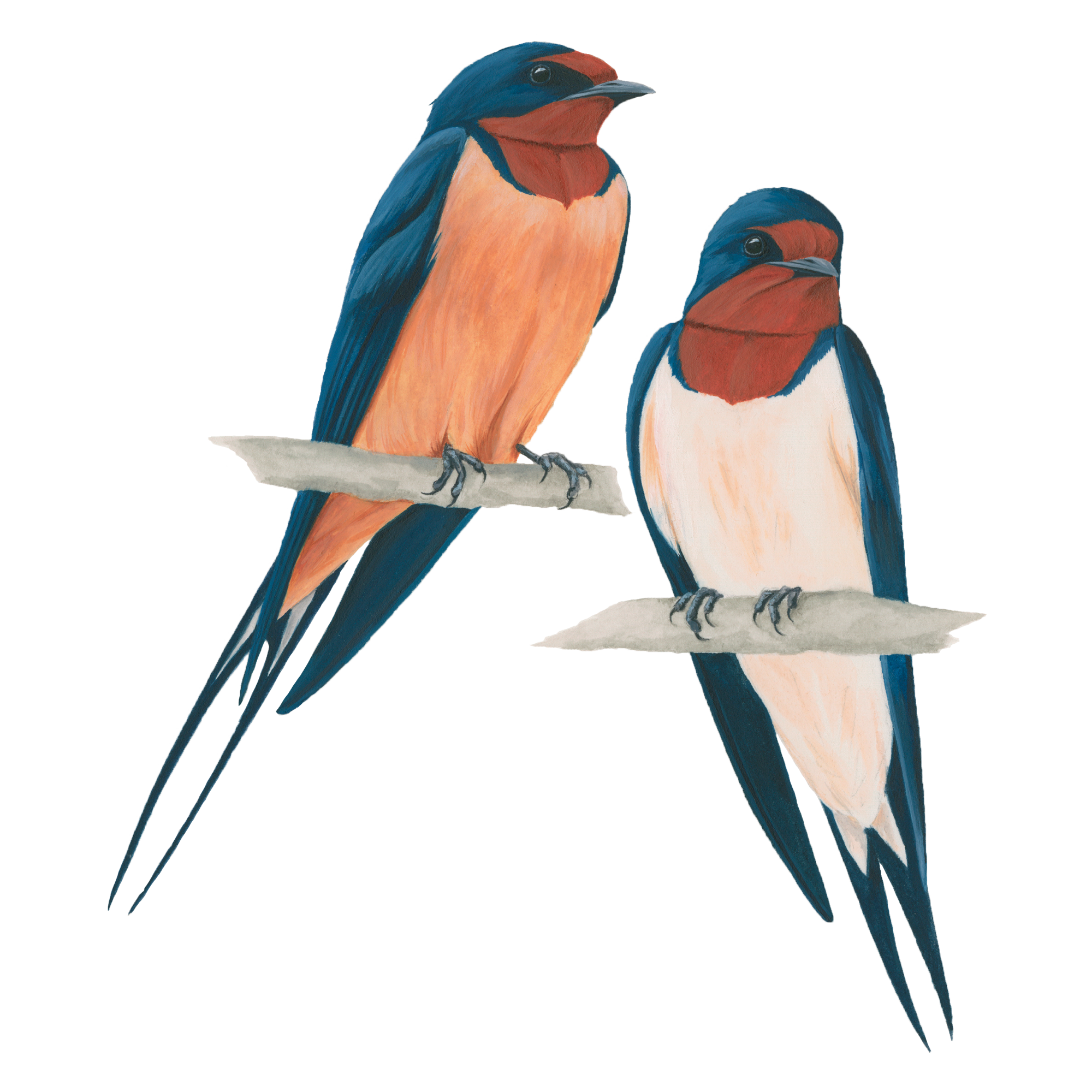 Blue-and-white Swallow - eBird