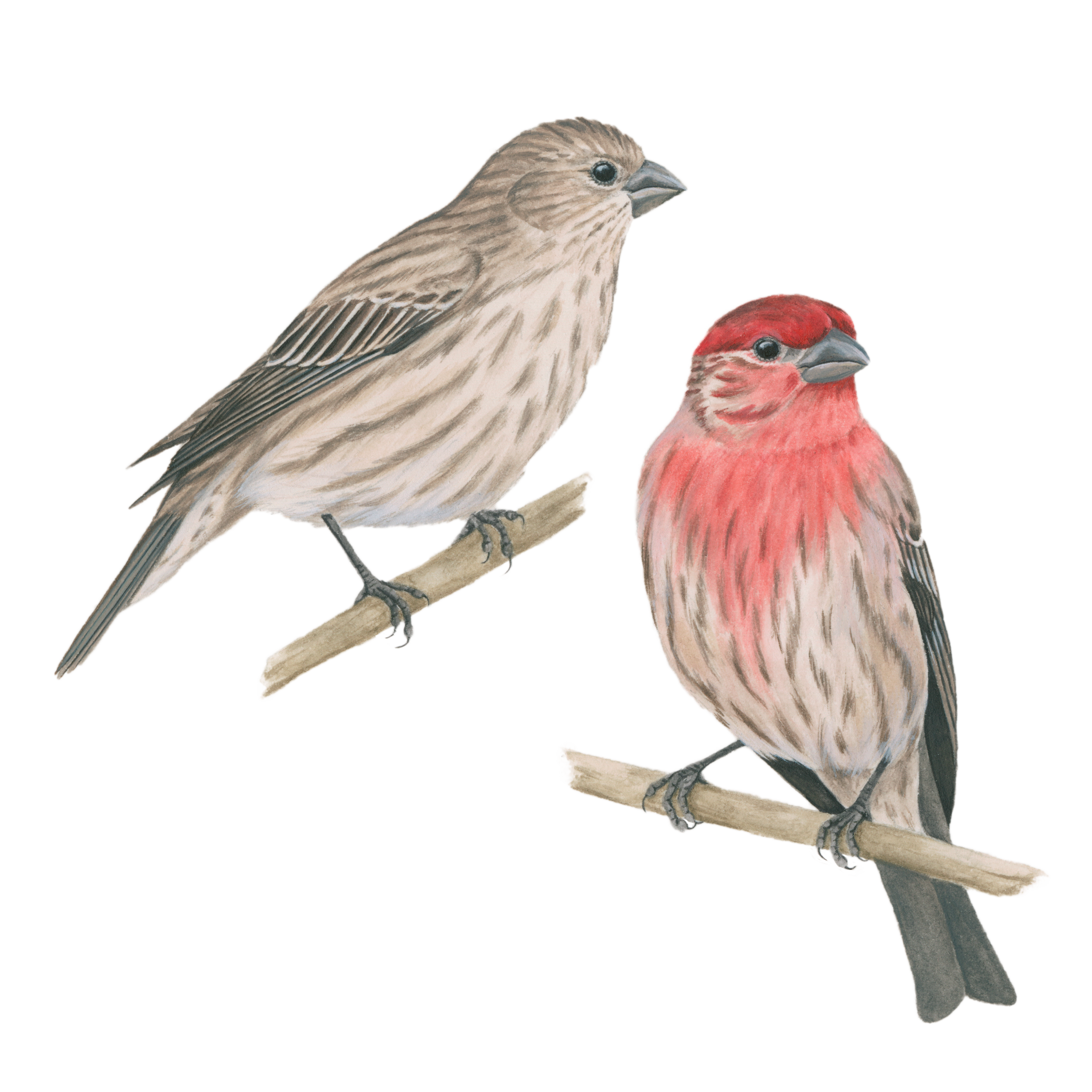 House Finch Celebrate Urban Birds,What Temperature To Bake Chicken In The Oven