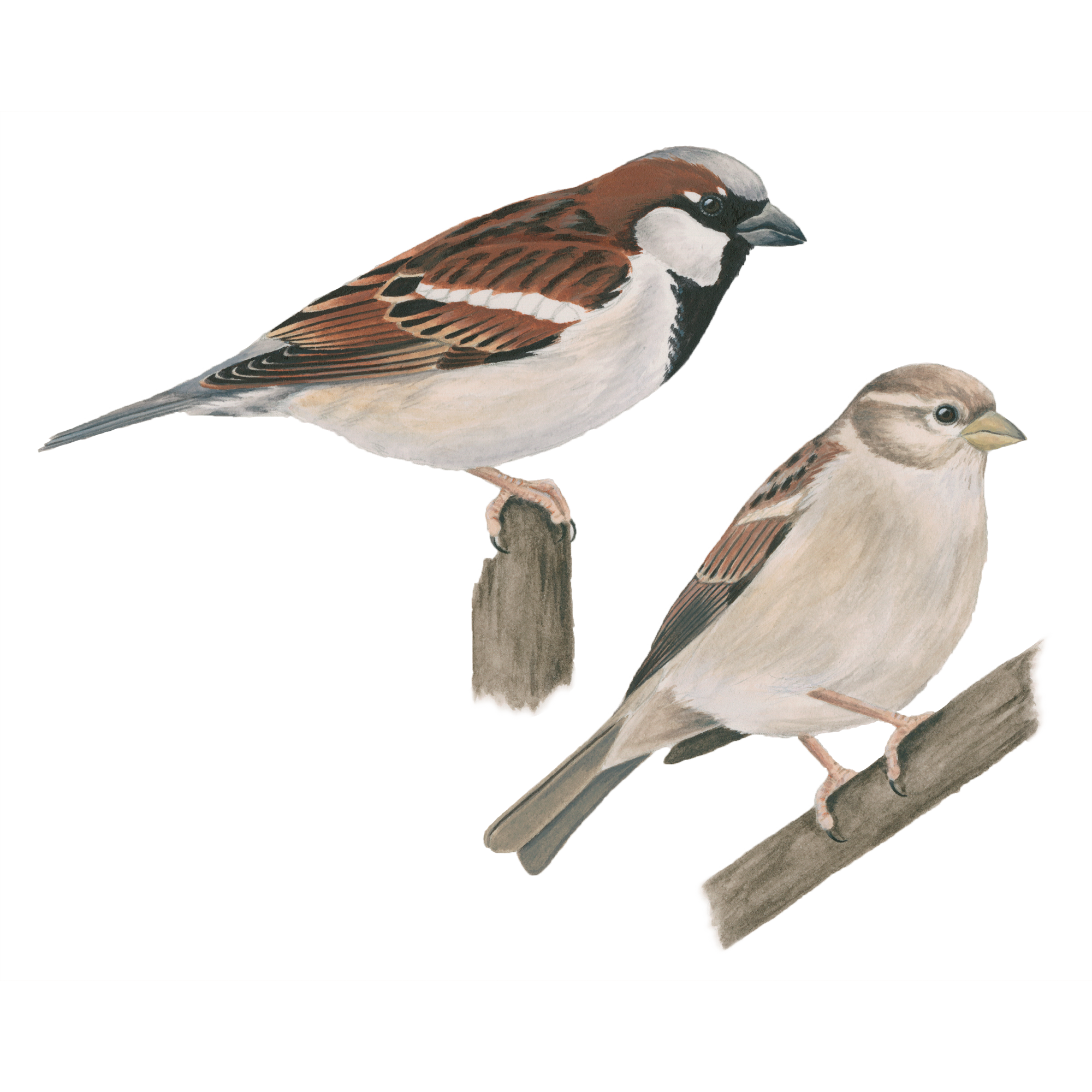 House Sparrow Identification, All About Birds, Cornell Lab of