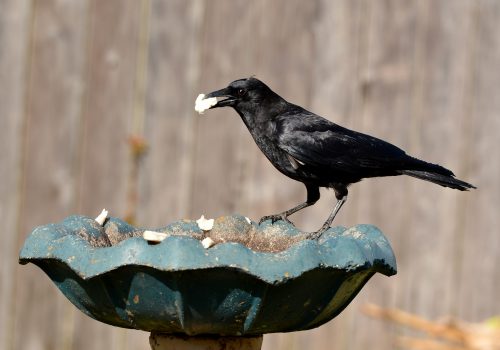 American Crow eating at bird bath