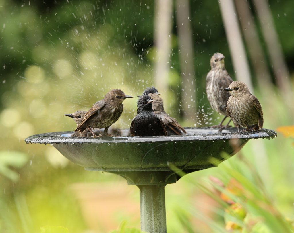 Bird Water Feeder