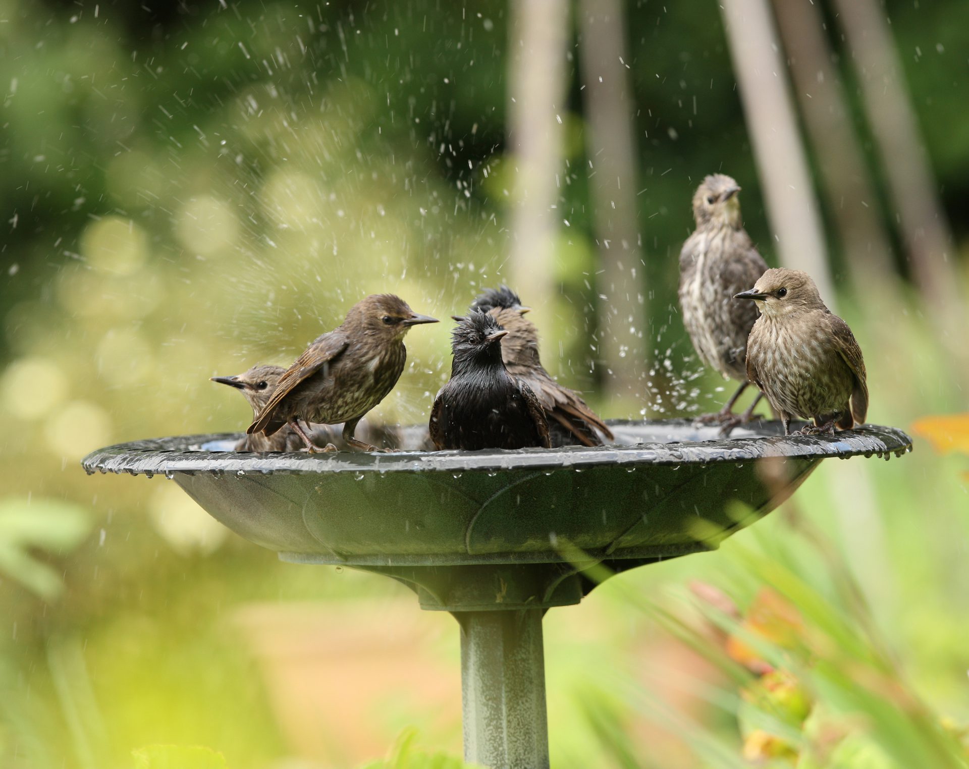 bird feeding water