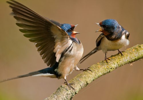 Barn Swallows on branch.