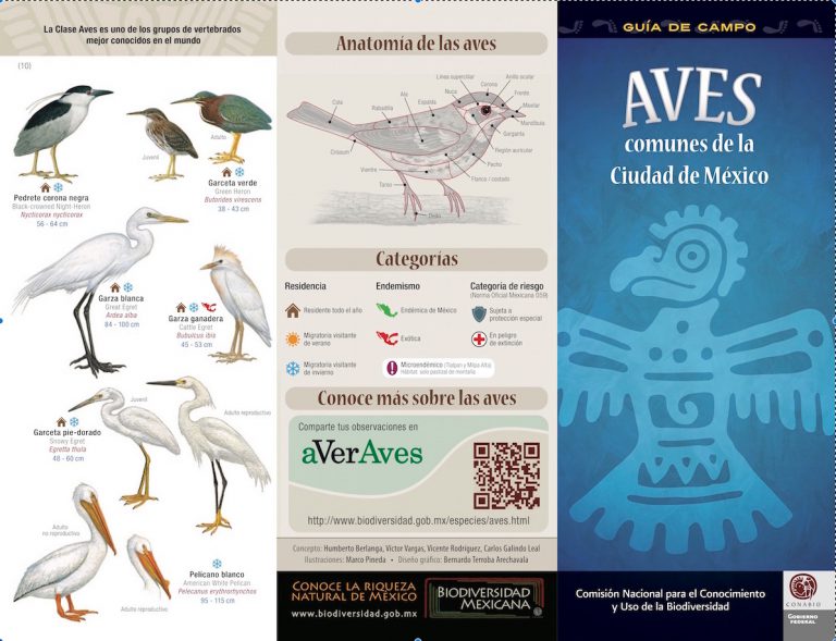 Guia de Aves Comunes de la Ciudad de Mexico | Celebrate Urban Birds