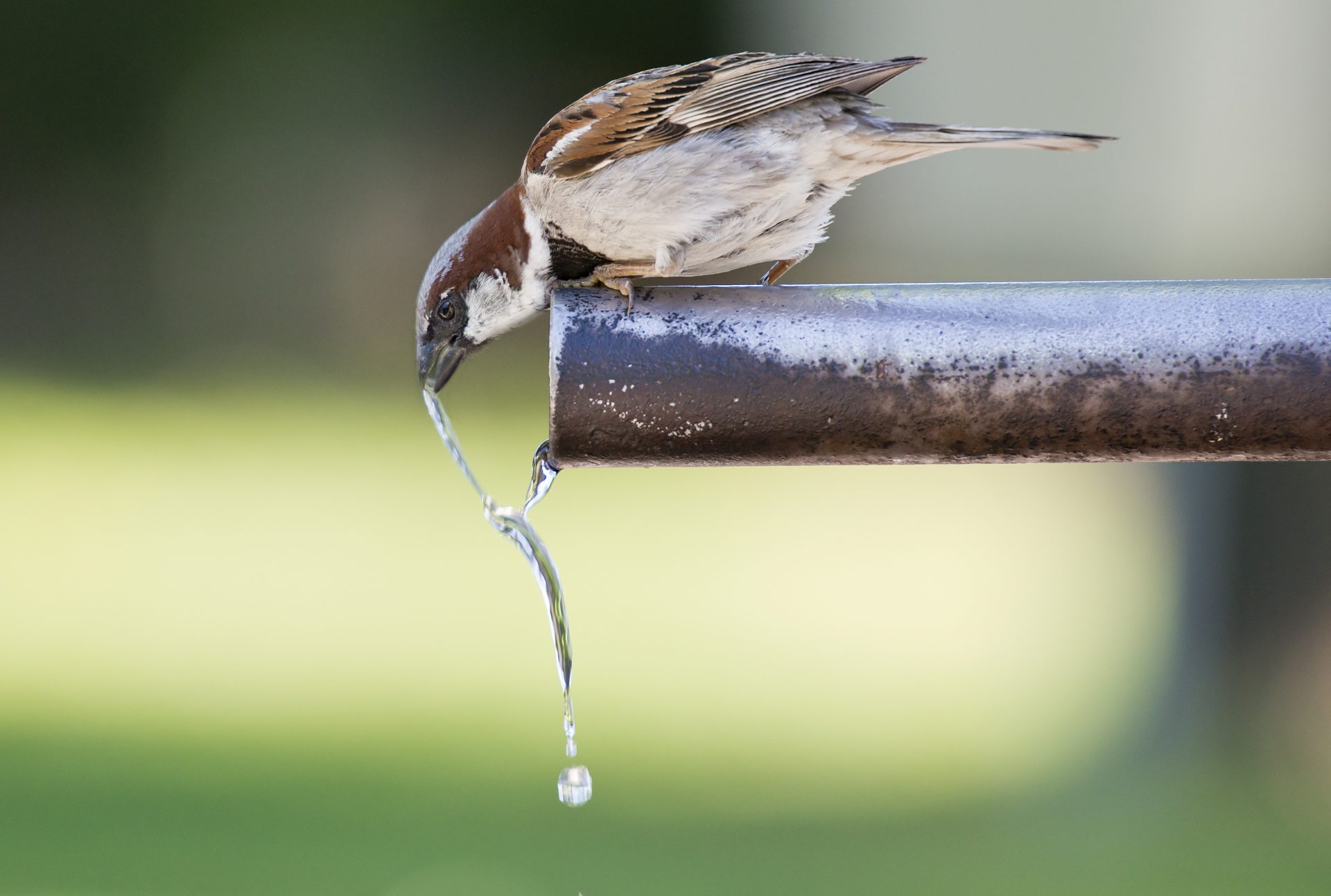 Your Guide to Attracting Birds this Summer 1 Celebrate Urban Birds