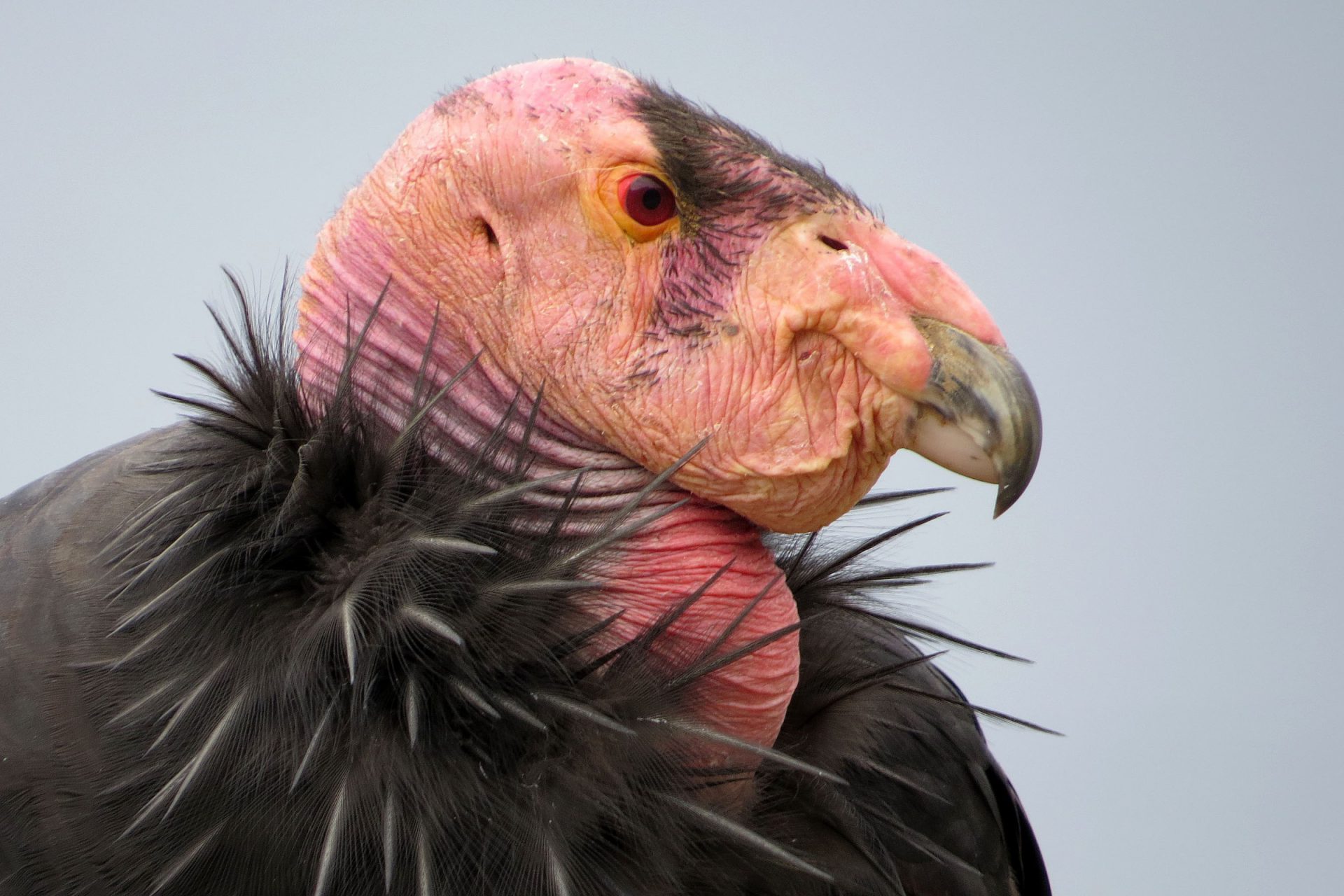 The Recovery of the California Condor | Celebrate Urban Birds