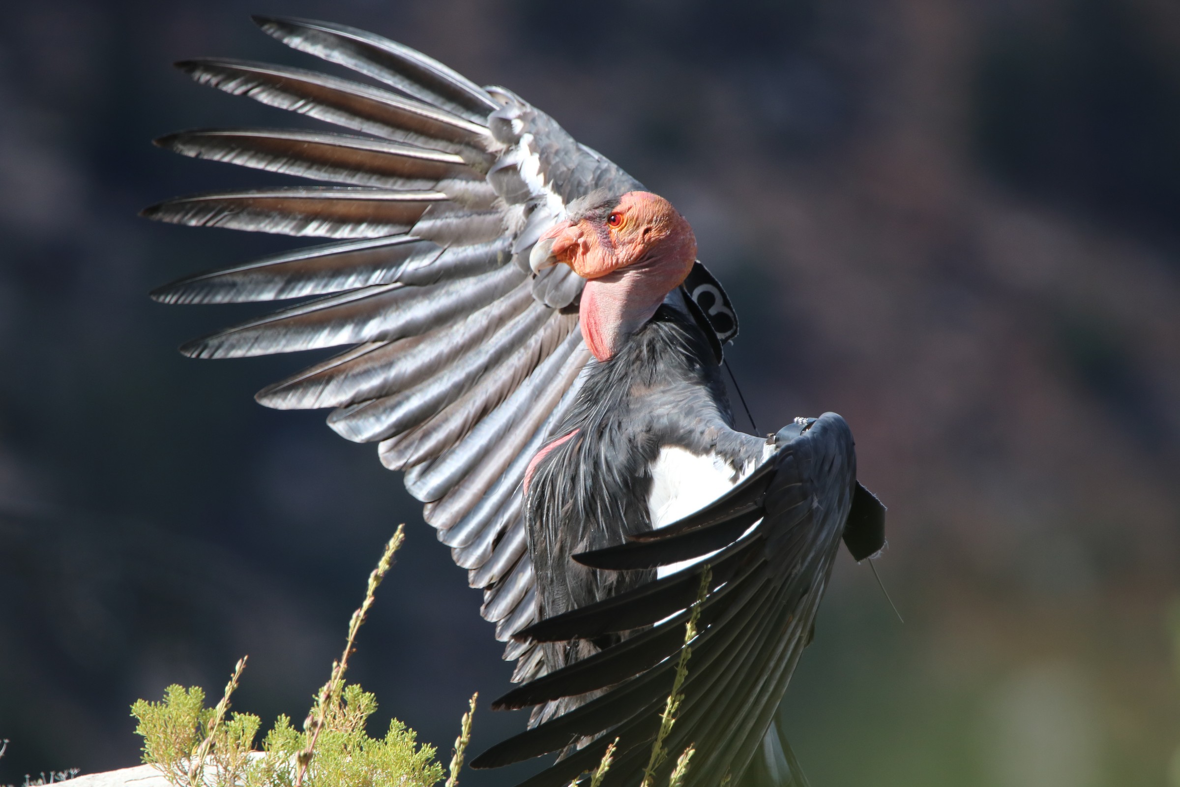 La recuperación del Cóndor de California | Celebrate Urban Birds