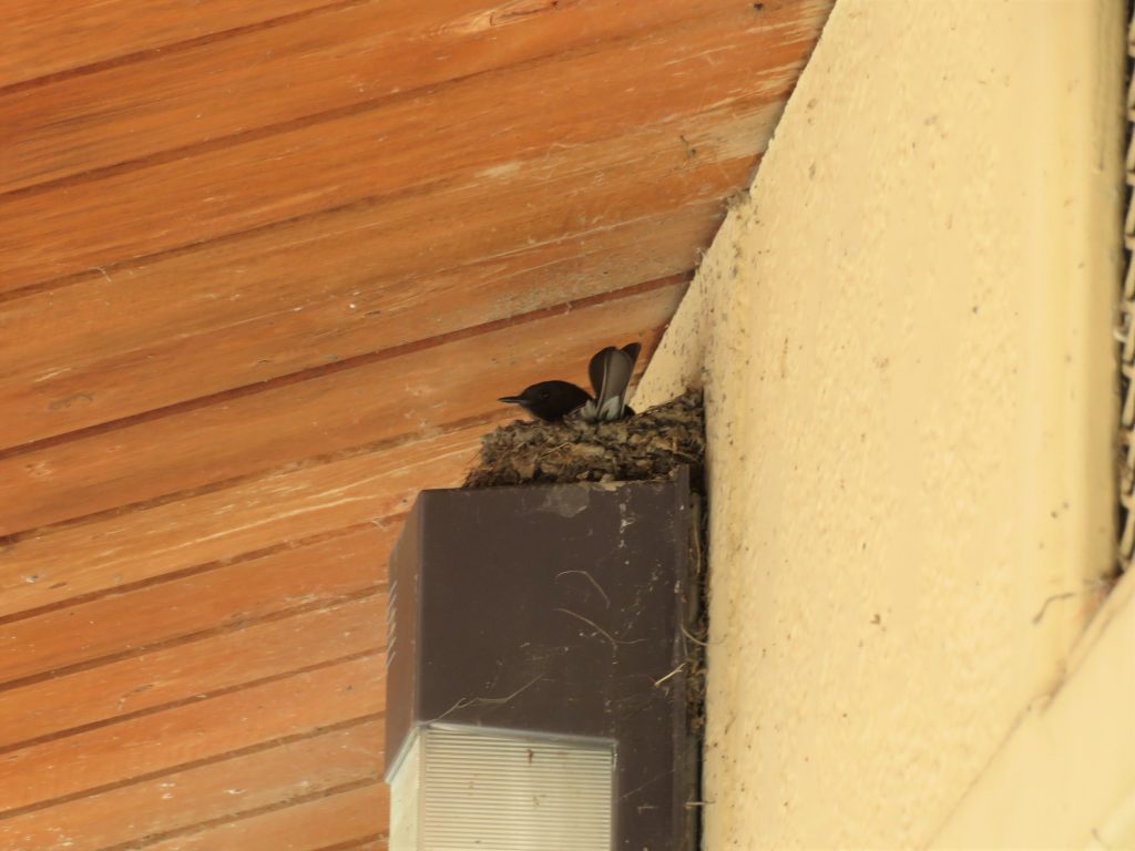 Black phoebe nest | Celebrate Urban Birds