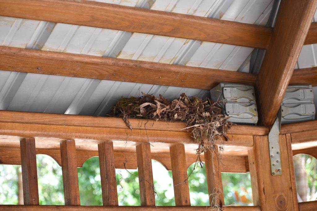 Nest in a Gazebo Celebrate Urban Birds