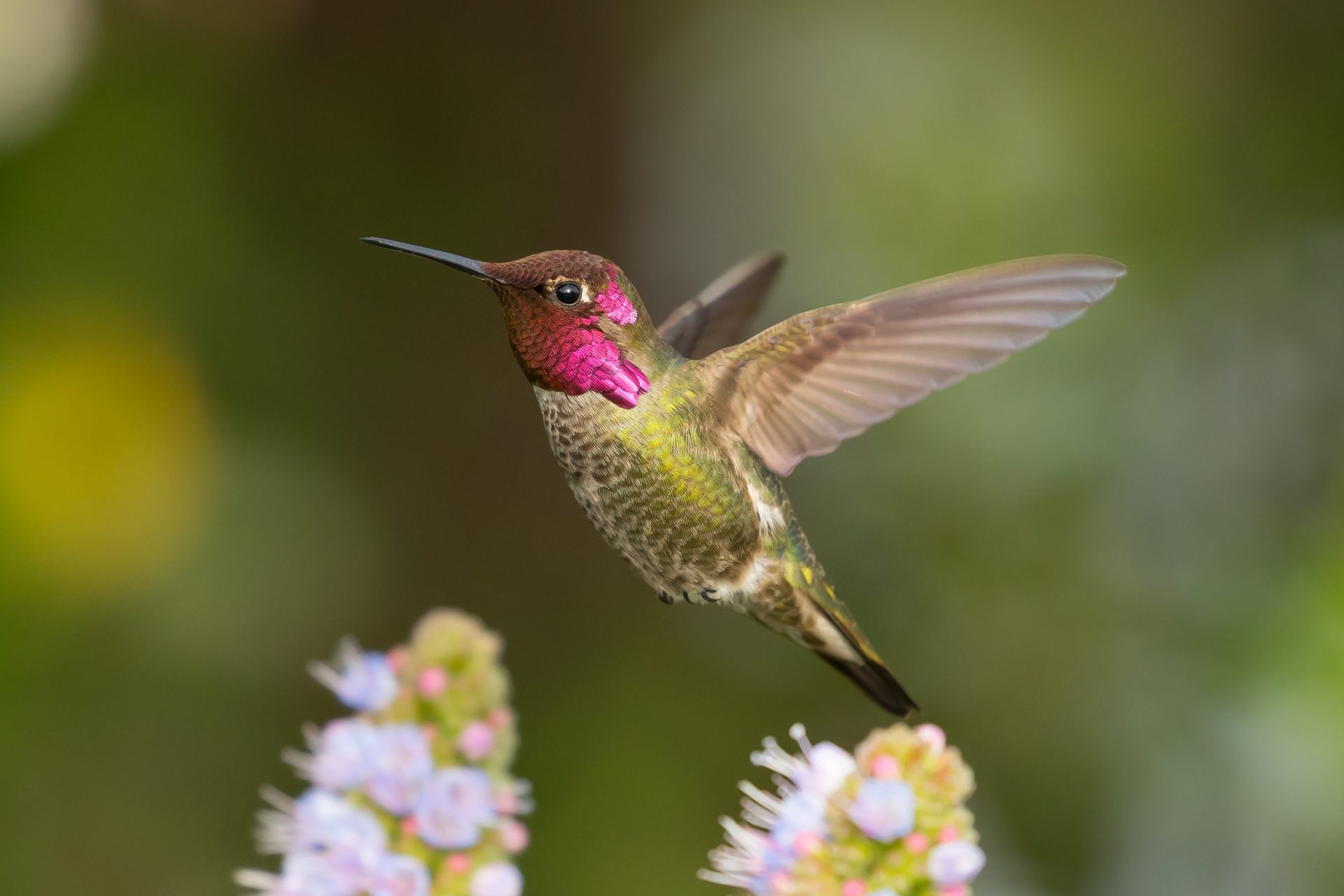 Celebrate Urban Birds We Re All Close To Birds