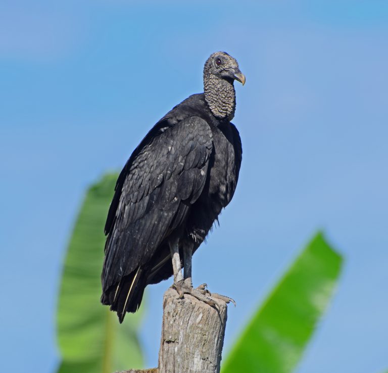 Black Vulture | Celebrate Urban Birds