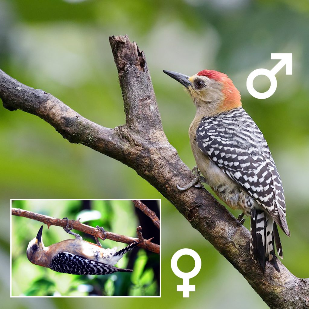 Red-crowned Woodpecker male and female