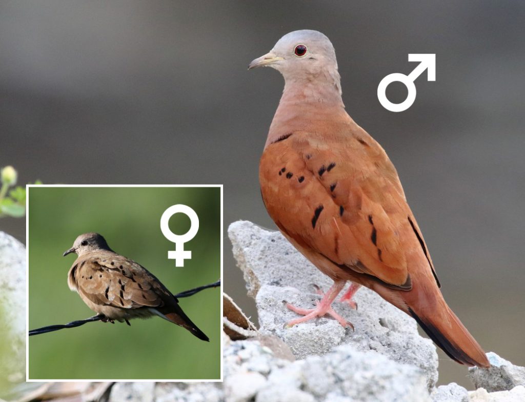 Ruddy Ground-Dove male and female