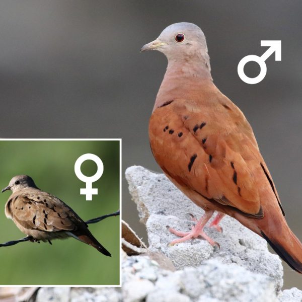 Ruddy Ground-Dove male and female