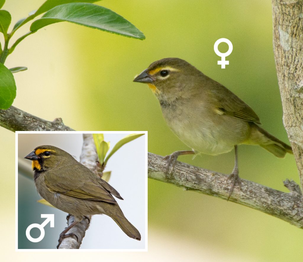 Yellow-faced Grassquit male and female