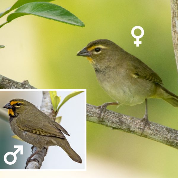 Yellow-faced Grassquit male and female