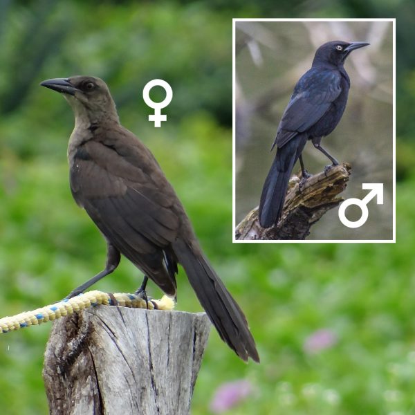 Great-tailed Grackle female and male