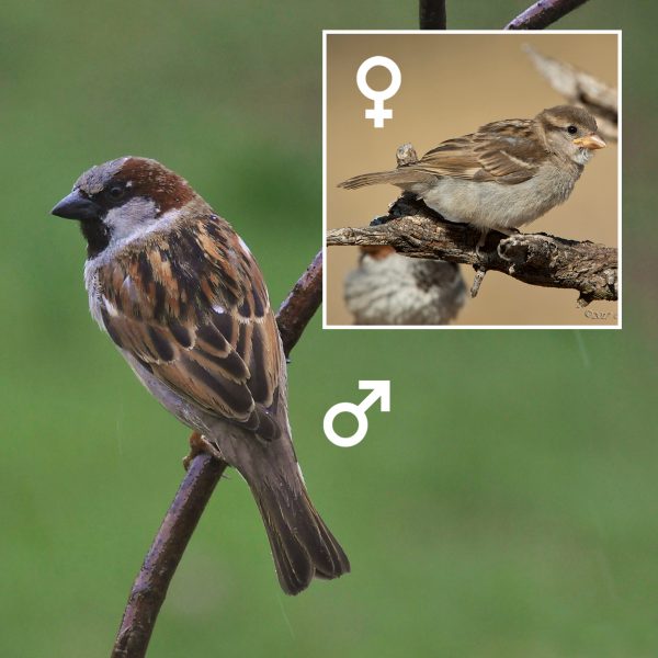 House Sparrow (Panama) male and female