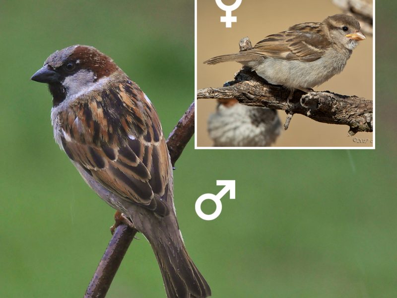 House Sparrow (Panama) male and female