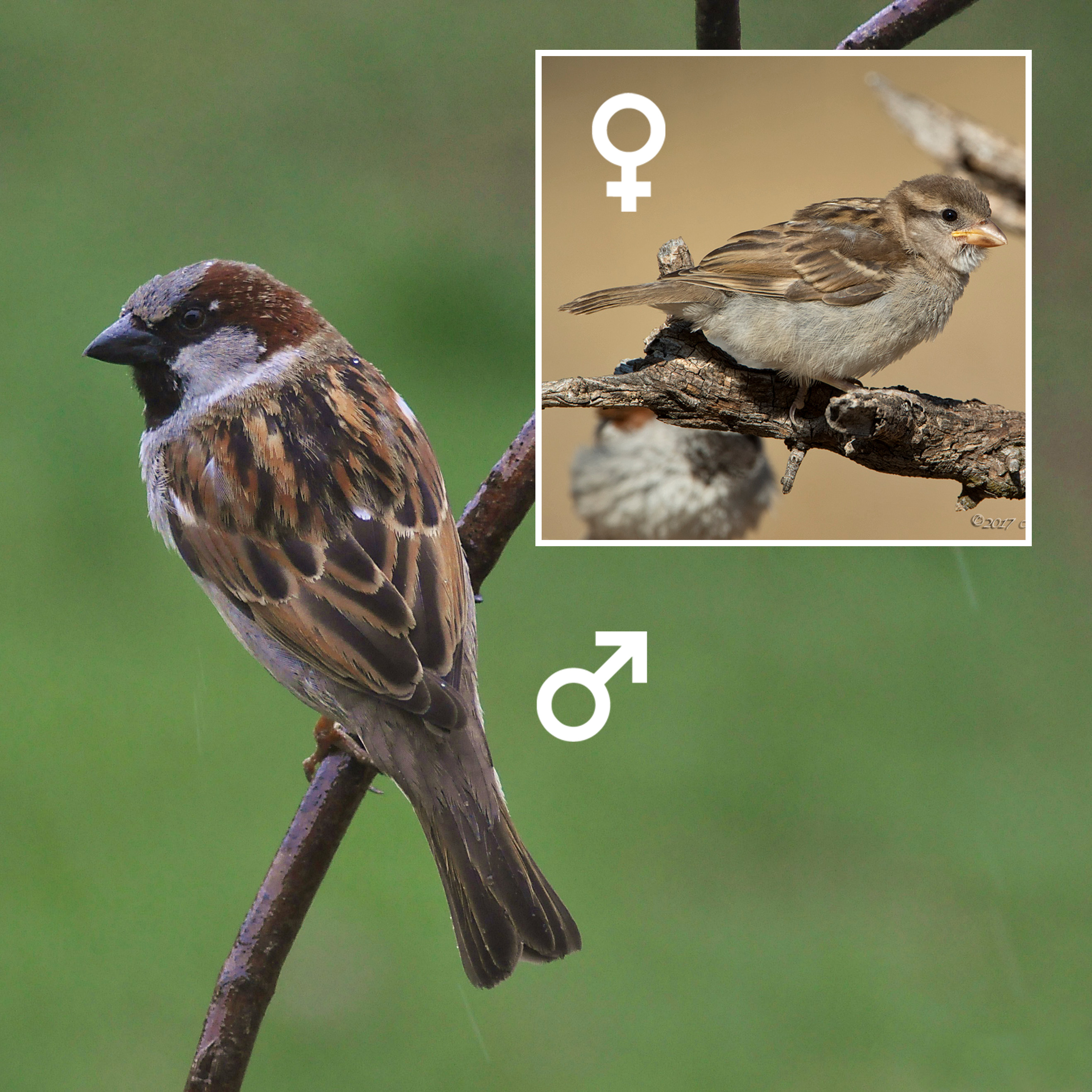 House Sparrow Identification, All About Birds, Cornell Lab of Ornithology