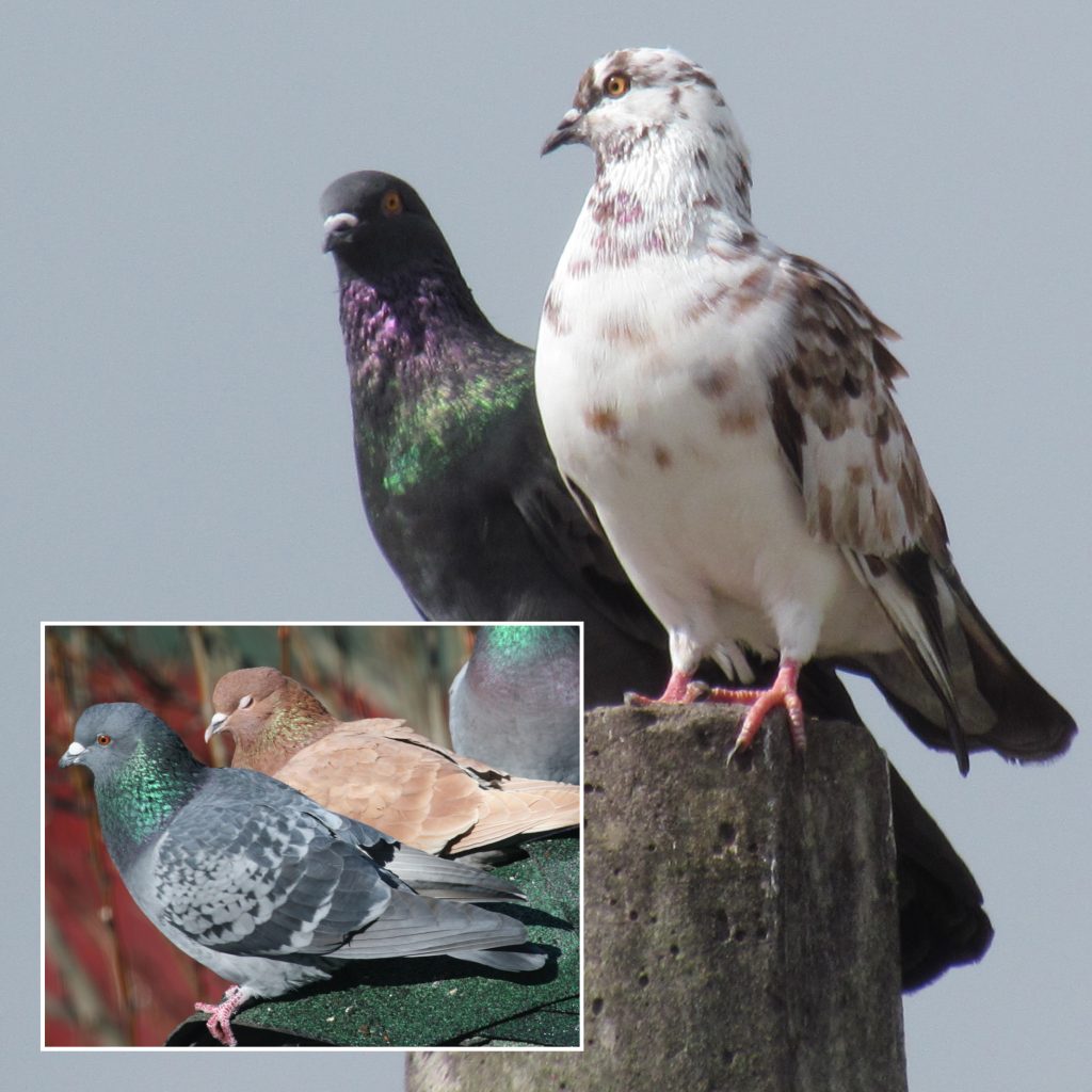 Rock Pigeon (Panama) male and female