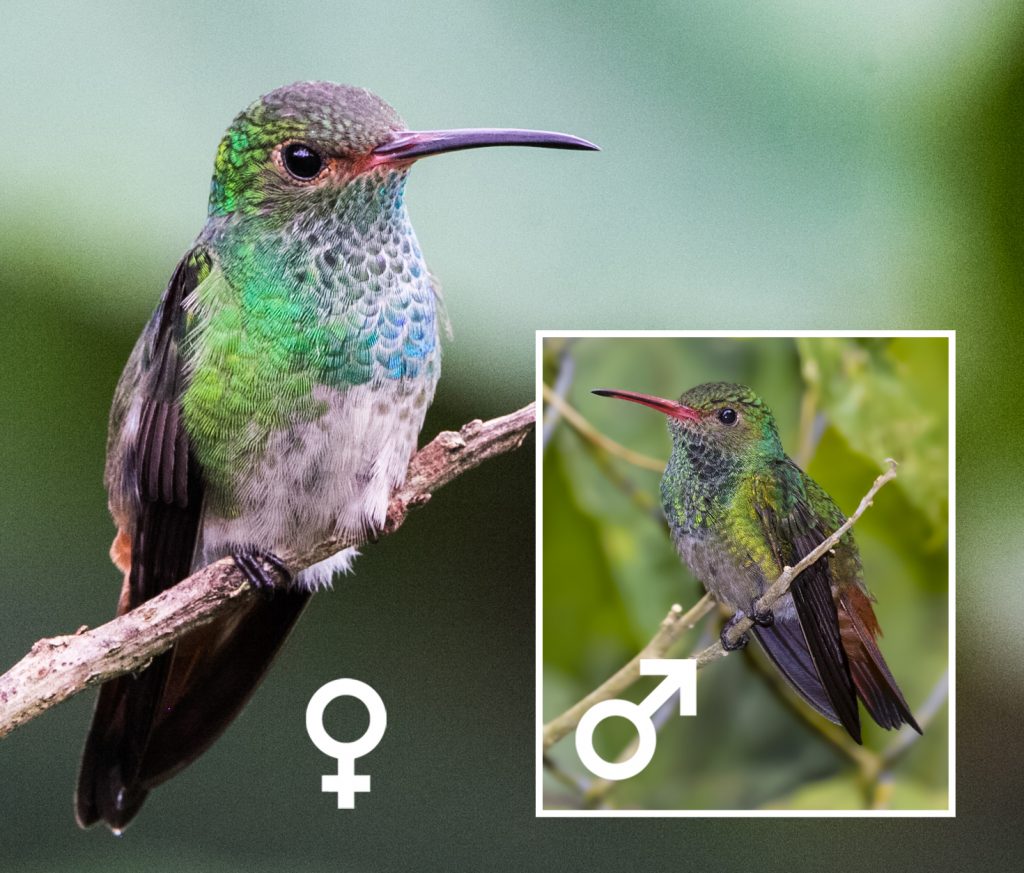 Rufous-tailed Hummingbird female and male