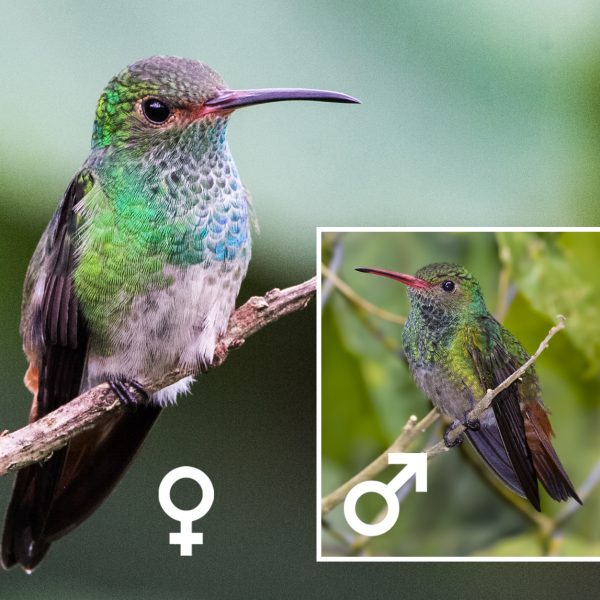 Rufous-tailed Hummingbird female and male