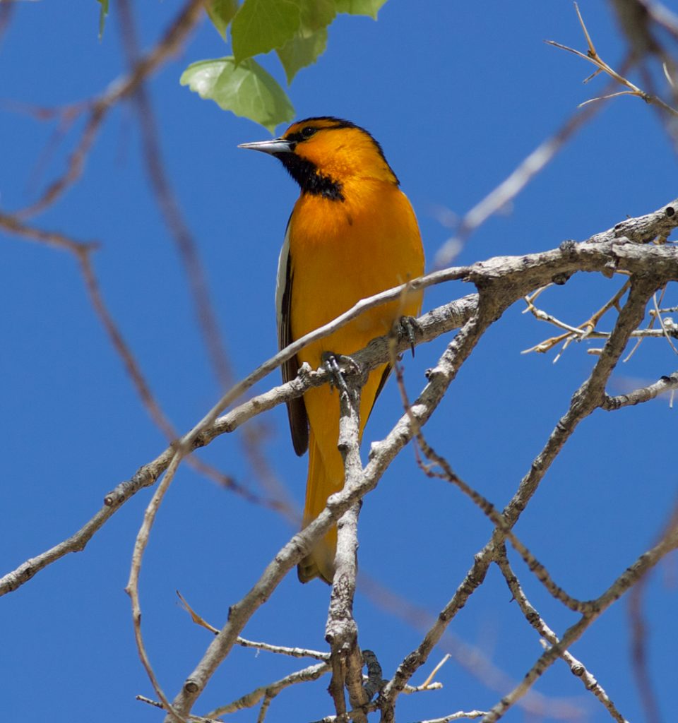 Fishing Bullock's Orioles | Celebrate Urban Birds