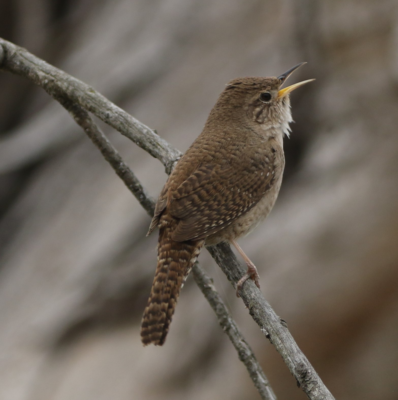 urban wren