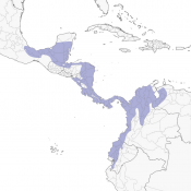 Rufous-tailed Hummingbird_Distribution map_Neotropical birds ...