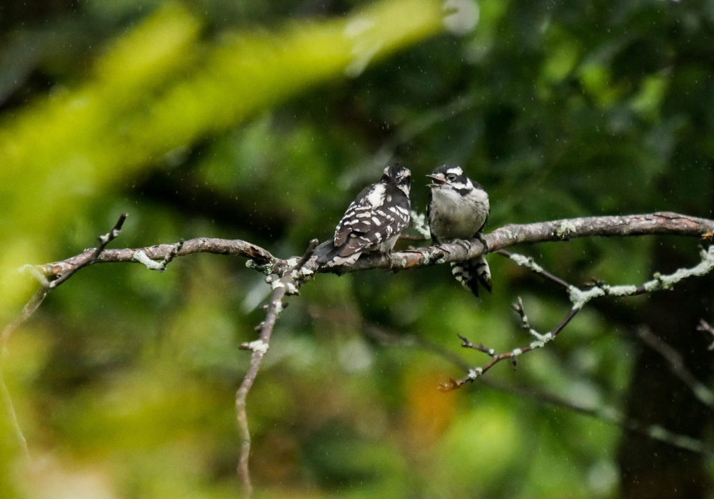 downy woodpeckers marilu carriage house