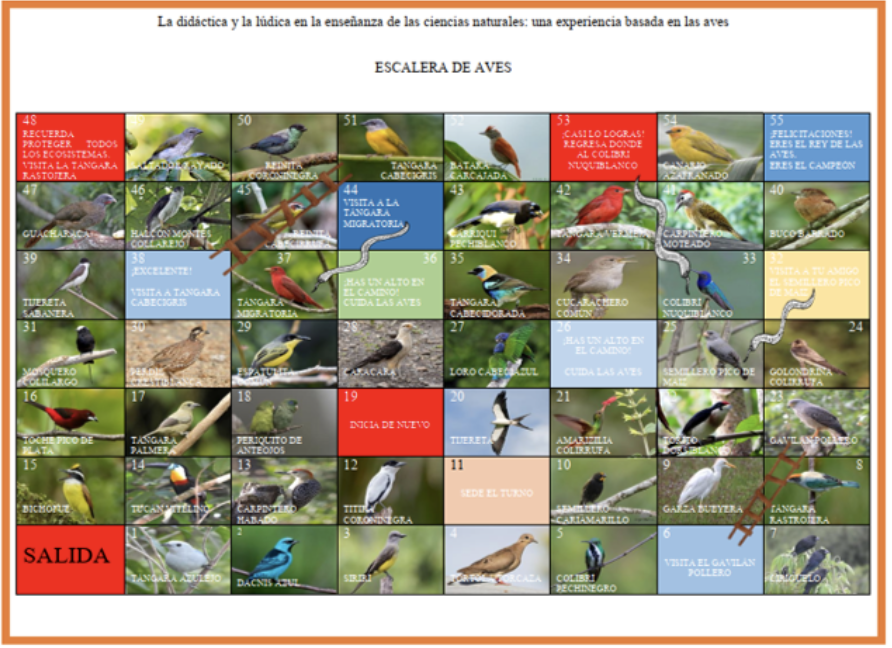 Types of Birds, 40 Different Kinds of Birds