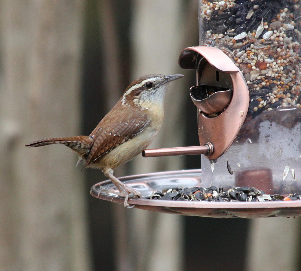 Carolina wren perched on the rim of a feeder